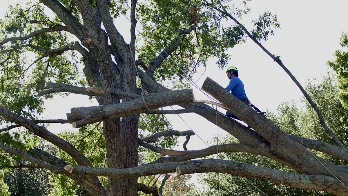 Professional Hazardous Tree Removal performed by certified arborists in La Fayette