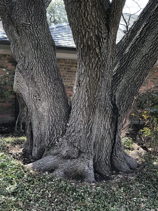 Mature heritage tree close to a La Fayette property cared for by certified arborists
