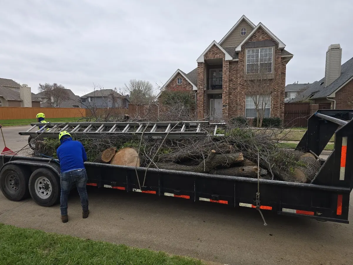 Expert Tree Removal with proper safety equipment in La Fayette
